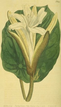  Pterospermum acerifolium
