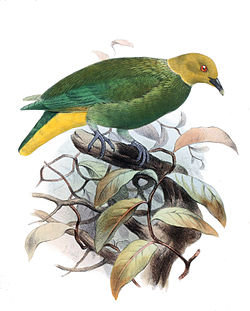  Ptilinopus viridis