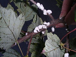 Pulvinaria innumerabilis avec ses œufs dans un sac cotonneux