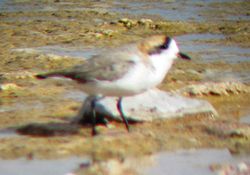  Charadrius alticola