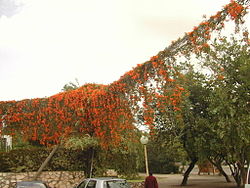  Pyrostegia venusta