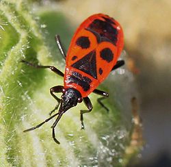  Gendarmes (Pyrrhocoris apterus)