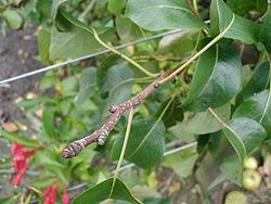  Poirier commun (Pyrus communis) : écorce, bourgeons & feuilles