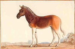  Equus Quagga (Equus quagga quagga)