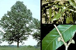  Quercus acutissima