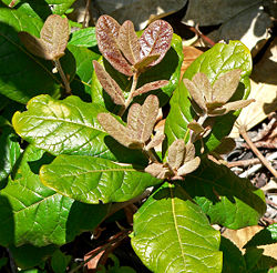  Quercus costaricensis