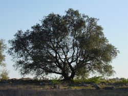  Quercus engelmannii