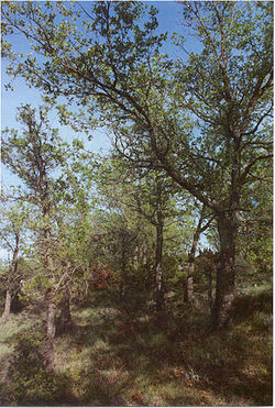  Quercus faginea
