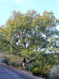  Quercus faginea