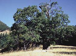  Quercus kelloggii