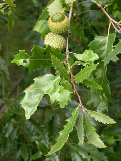  Feuilles et glands de Quercus libaniArboretum de Chèvreloup