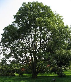  Quercus myrsinifolia