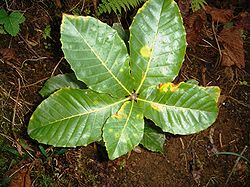  Chêne d'Arménie(Quercus pontica)