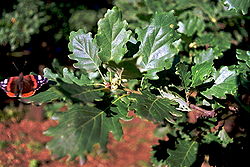  Quercus pubescens