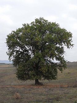  Quercus pubescens