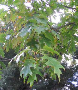  Feuilles de Quercus rubra