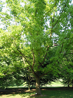  Quercus variabilis