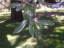  Feuilles de Quercus virginiana