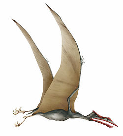  Quetzalcoatlus sp.