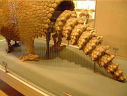  La queue du glyptodon avec, en arrière plan, un tatou contemporain, photo prise au Museum d'Histoire naturelle de Dijon