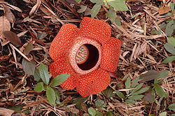 Rafflesia sp.