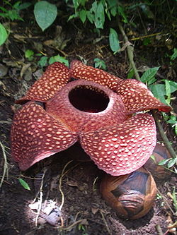 Rafflesia arnoldii R.Br.(avec deux boutons floraux en bas à droite)