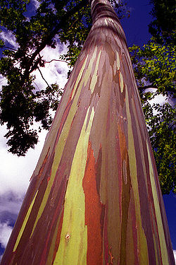  Eucalyptus deglupta