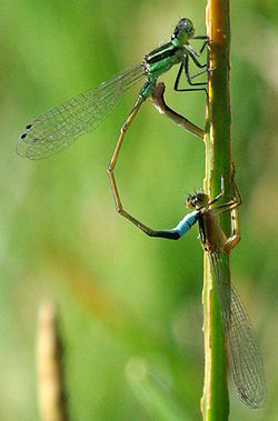  Accouplement d’Ischnura ramburii