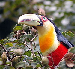  Ramphastos dicolorus