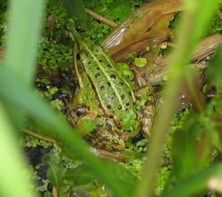 petite grenouille verte (Rana lessonae)