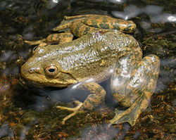  Lithobates tarahumarae