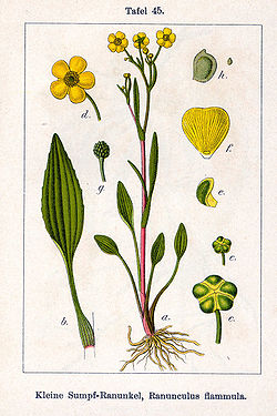  Ranunculus flammula