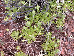  Ranunculus testiculatus