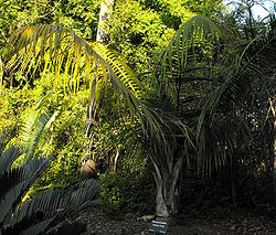  Ravenea rivularis au zoo de San Diego en Californie