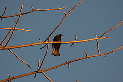  Alecto à bec rouge (Bubalornis niger)