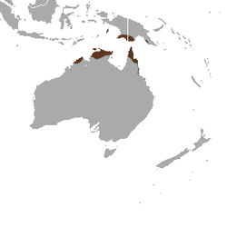 Red-cheeked Dunnart area.png
