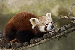  Panda rouge / Petit pandaAilurus fulgens