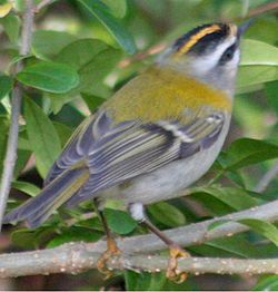  Roitelet triple-bandeau (Regulus ignicapillus)