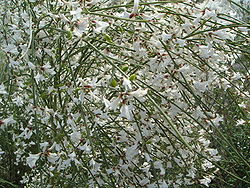  Genêt blanc (Retama monosperma) fleurs et fruits sur un individu femelle.
