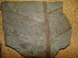 Fossile d'une espèce de Rhacophyton