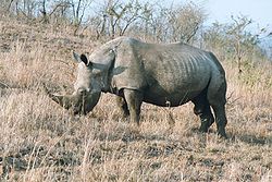  Rhinocéros blanc, mâle - Autres photos