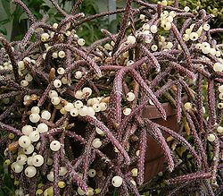  Rhipsalis baccifera  en fleurs