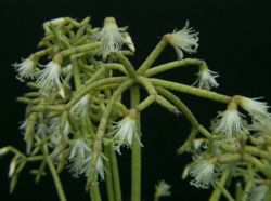  Rhipsalis cereuscula en fleurs
