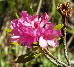  Rhododendron ferrugineum