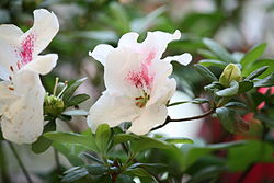  Rhododendron hongkongense