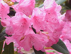  Rhododendron metternichii