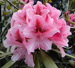  Rhododendron sp.