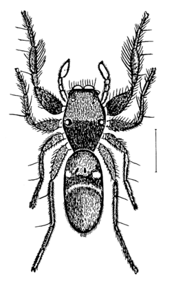  Rhombonotus gracilis