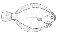  Rhombosolea leporina