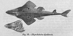 Rhynchobatus djiddensis